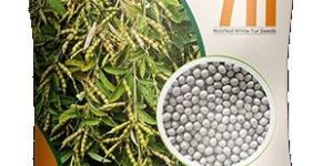 Premium Notified Tur Seeds Bdn - 711