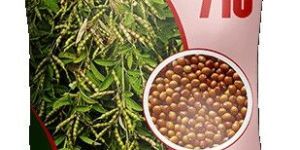 Premium Notified Tur Seeds Bdn - 716