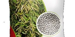 Premium Notified Tur Seeds Godavari