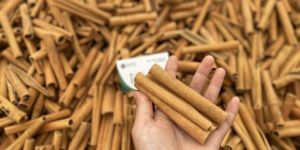 cigarette cassia cinnamon