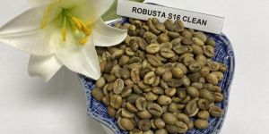 Robusta Coffee Bean S16 Cleaned