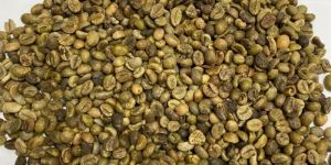 Robusta Coffee Bean S16 Unwashed