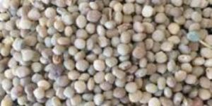 Guar Seeds