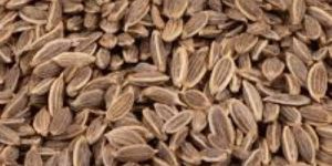 Suva Dill Seed