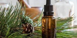 Pine Needle Essential Oil