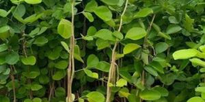 Red Sandalwood Plants