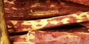 Red Sandal Wood Logs