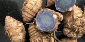 Black Turmeric Seeds