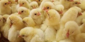 Broiler Chicks