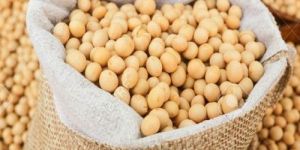 Soybean Seeds
