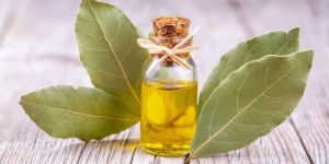 Bay Leaf Oil