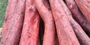 50 Inch Red Sandalwood Logs