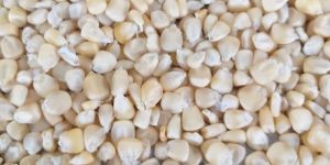 Machine Clean White Maize