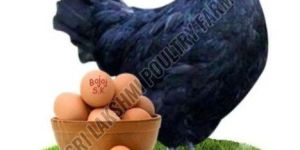 Kadaknath Chicken Egg