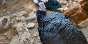 Black Turkey Hen