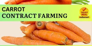 Carrot Contract Farming
