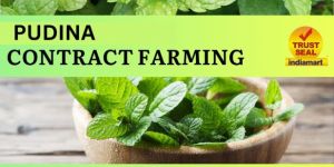 Pudhina Contract Farming