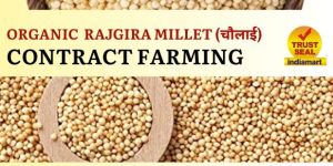 Rajgira Contract Farming