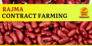 Rajma Contract Farming