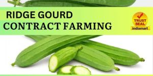 Ridge Gourd Contract Farming