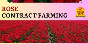 Rose Flower Contract Farming