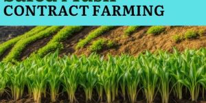 Safed Musli Contract Farming