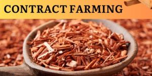 Sandalwood Contract Farming