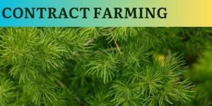 Shatavari Contract Farming