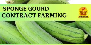Sponge Gourd Contract Farming