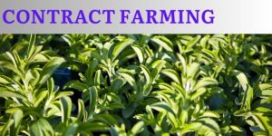 Stevia Contract Farming