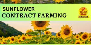 Sunflower Contract Farming
