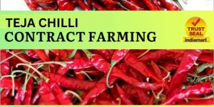 Teja Chilli Contract Farming