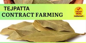 Tejpatta Contract Farming
