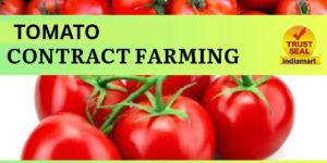 Tomato Contract Farming