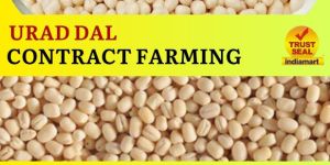 Urad Contract Farming