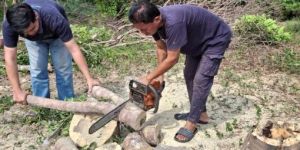 Agarwood Harvesting Service