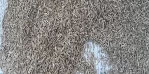 Cumin Seeds