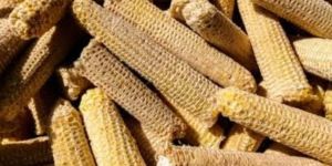 Raw Corn Cobs