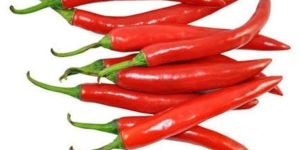 Fresh Red Chilli