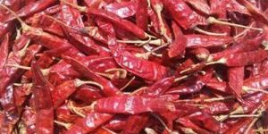 Guntur Dry Red Chilli