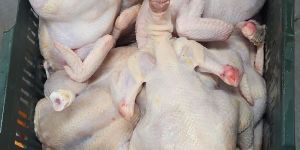 Broiler Chicken Meat