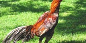 Live Broiler Chicken