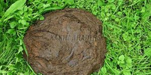 Fresh Wet Cow Dung
