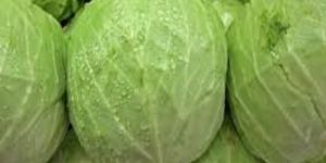 Cabbage