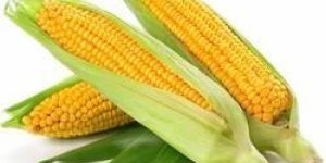 GOLDEN SWEET CORN