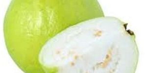 High Grade Indian Guava