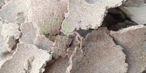 Pure Coconut Oil Cake