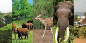 Koyna Wildlife Trip