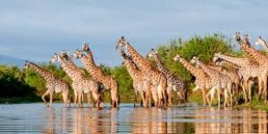 south africa selous safari tour package