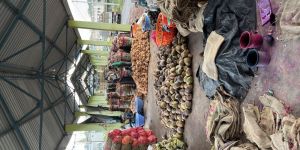 Semi Husked Coconuts